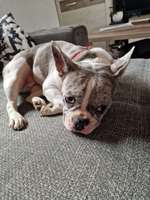 Suchmeldung-Shelby-Bild