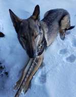 Suchmeldung-Odin-Bild