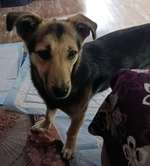 Suchmeldung-Debbie-Bild