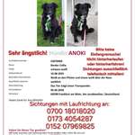 Suchmeldung-Anoki-Bild