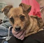 Suchmeldung-Sydney-Bild