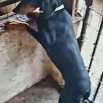 Suchmeldung-Neria-Bild