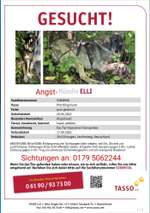 Suchmeldung-Elli-Bild