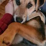 Suchmeldung-Juno-Bild