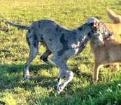 Suchmeldung-Murphy-Bild