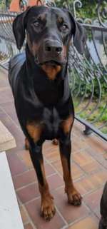 Suchmeldung-Hugo-Bild