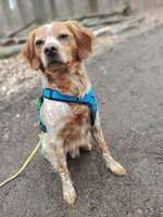 Suchmeldung-Tibó-Bild