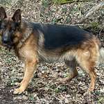 Suchmeldung-Balu-Bild