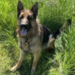 Suchmeldung-Balu-Bild