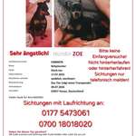 Suchmeldung-Zoe-Bild
