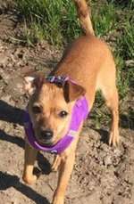 Suchmeldung-Susi-Bild