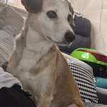 Suchmeldung-Lara-Bild