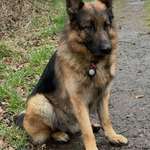 Suchmeldung-Balu-Bild