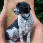 Suchmeldung-Suki-Bild