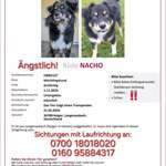 Suchmeldung-Nacho-Bild