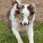 Suchmeldung-Frieda-Bild