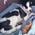 Suchmeldung-Kira-Bild