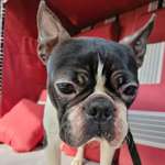 Suchmeldung-Leo-Bild