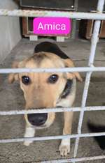 Suchmeldung-Amica & Amaja-Bild