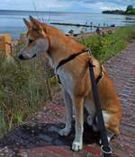 Suchmeldung-Bonny-Bild