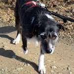 Suchmeldung-Baldo-Bild