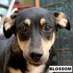 Suchmeldung-Blossom-Bild