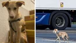 Suchmeldung-Gracie-Bild