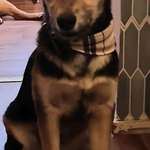 Suchmeldung-Juno-Bild