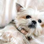 Suchmeldung-Dumpling-Bild