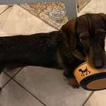 Suchmeldung-Emil-Bild