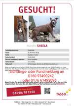 Suchmeldung-Sheela-Bild