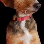 Suchmeldung-Louis-Bild