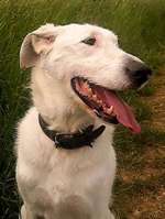 Suchmeldung-Oskar-Bild