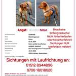 Suchmeldung-Mila-Bild