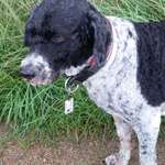 Suchmeldung-Suki-Bild