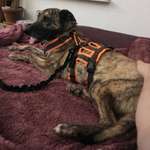 Suchmeldung-Filou-Bild