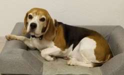 Suchmeldung-Gustl-Bild