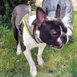 Suchmeldung-Leo-Bild