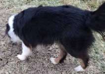 Suchmeldung-Molly-Bild
