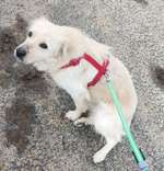 Suchmeldung-Kira-Bild