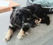 Suchmeldung-Lexi-Bild