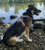 Suchmeldung-Lucy-Bild