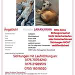 Suchmeldung-Lara-Bild
