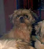 Suchmeldung-Snoopy-Bild