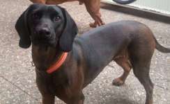 Suchmeldung-Maja-Bild