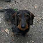 Suchmeldung-Emil-Bild