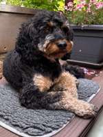 Suchmeldung-Sam (Samy)-Bild