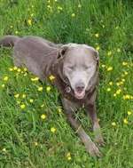 Suchmeldung-Balu-Bild