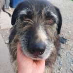 Suchmeldung-Baldo-Bild