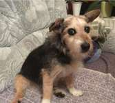 Suchmeldung-Lulu-Bild